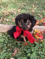 Sarge, a male Yorkipoo for sale in Smiths Grove, KY – 1 of 2