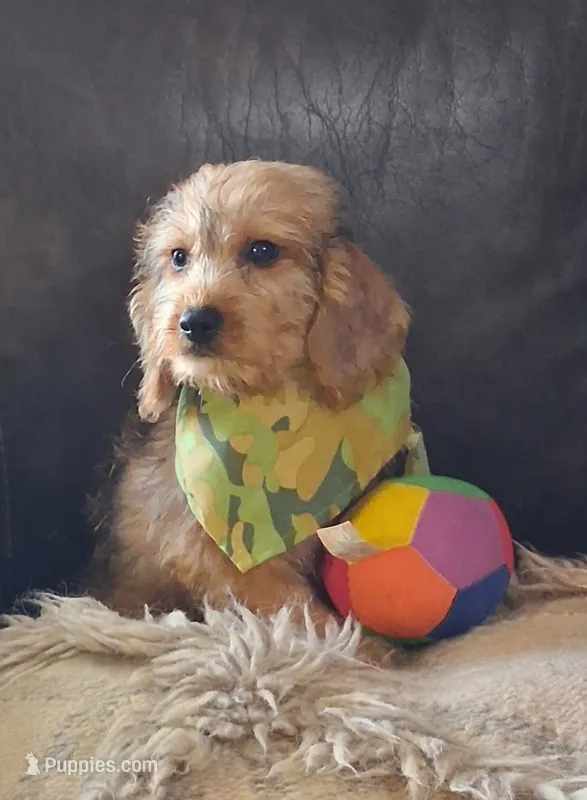 Henderson – Beagle, Poodle - Toy  puppy for sale in Smiths Grove, KY