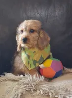 Henderson, a male Beagle and Poodle - Toy  for sale in Smiths Grove, KY – 1 of 2