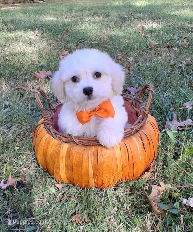 Gus – Cavapoo puppy for sale in Smiths Grove, KY