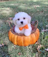 Gus, a male Cavapoo for sale in Smiths Grove, KY – 1 of 2
