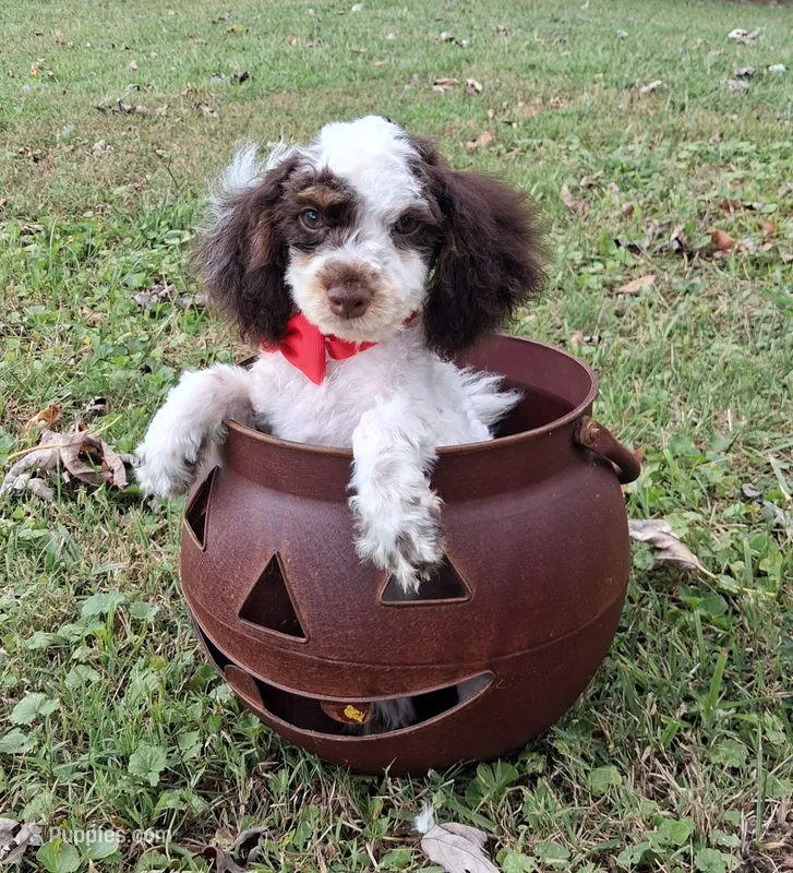 Angus – Shihpoo puppy for sale in Smiths Grove, KY