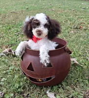 Angus, a male Shihpoo for sale in Smiths Grove, KY – 1 of 2