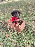 Sarge, a male Yorkipoo for sale in Smiths Grove, KY – 2 of 2