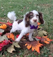 Chester, a male Shihpoo for sale in Smiths Grove, KY – 1 of 2