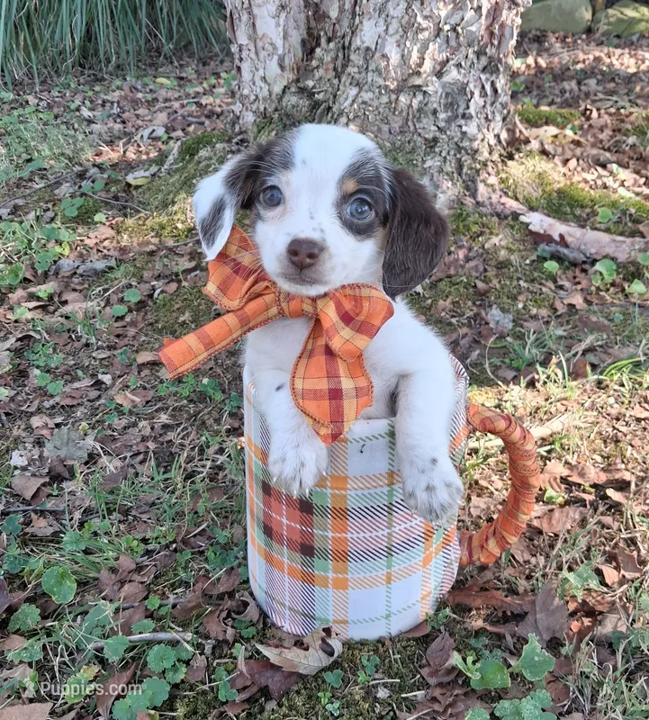 Snow – Yorkipoo puppy for sale in Smiths Grove, KY