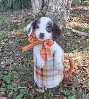 Snow, a female Yorkipoo for sale in Smiths Grove, KY – 1 of 2