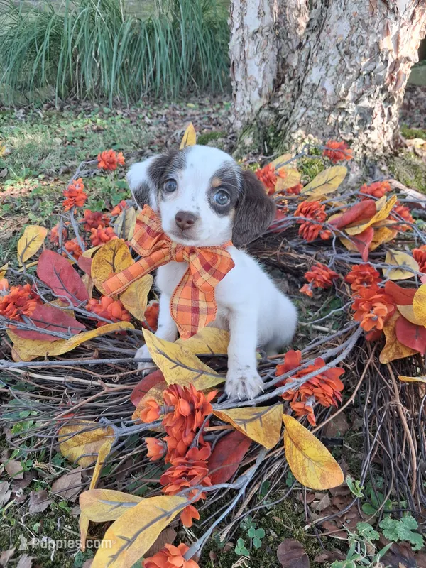 Snow – Yorkipoo puppy for sale in Smiths Grove, KY