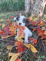Snow, a female Yorkipoo for sale in Smiths Grove, KY – 2 of 2