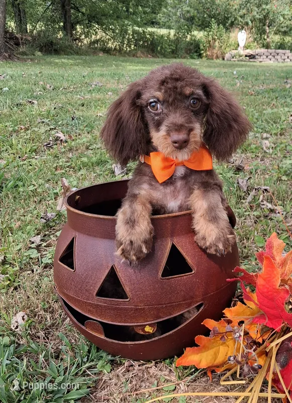 Baxter – Shihpoo puppy for sale in Smiths Grove, KY