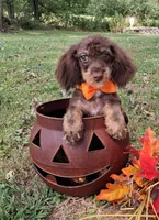 Baxter, a male Shihpoo for sale in Smiths Grove, KY – 1 of 2
