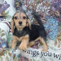 Becky, a female Beagle and Poodle - Toy  for sale in Smiths Grove, KY – 2 of 2
