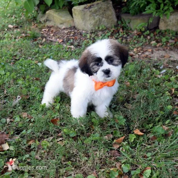 Dumpling – Shih Tzu puppy for sale in Smiths Grove, KY