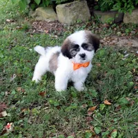 Dumpling, a male Shih Tzu for sale in Smiths Grove, KY – 1 of 2