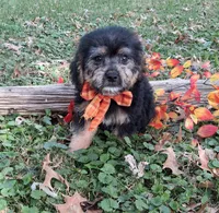Rascal, a male Yorkipoo for sale in Smiths Grove, KY – 2 of 2