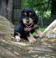 Tilly, a female Beagle and Poodle - Toy  for sale in Smiths Grove, KY – 2 of 2