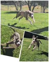 Nova, a female American Pit Bull Terrier for sale in El Cajon, CA – Photo 2 of 2