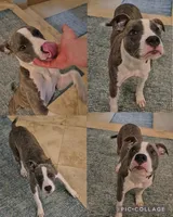 Nova, a female American Pit Bull Terrier for sale in El Cajon, CA – Photo 1 of 2