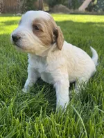 Snickers, a male Goldendoodle for sale in Carson City, NV – 5 of 5