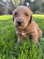 Hazel, a female Goldendoodle for sale in Carson City, NV – 2 of 4