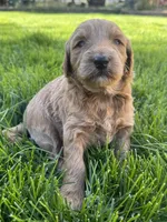 Hazel, a female Goldendoodle for sale in Carson City, NV – 4 of 4
