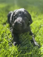 Onyx, a male Goldendoodle for sale in Carson City, NV – 4 of 5