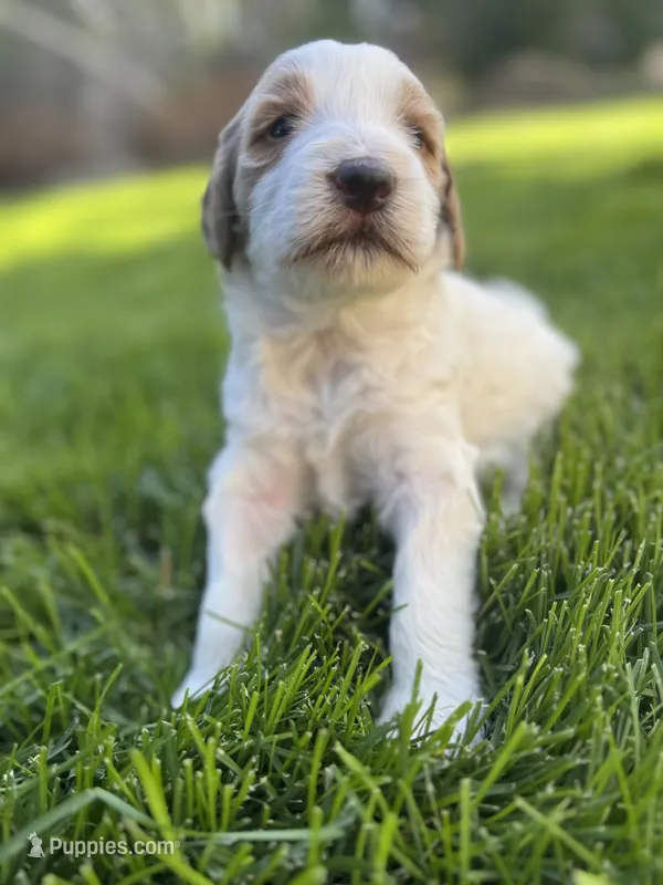 Snickers – Goldendoodle puppy for sale in Carson City, NV