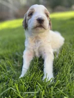 Snickers, a male Goldendoodle for sale in Carson City, NV – 1 of 5