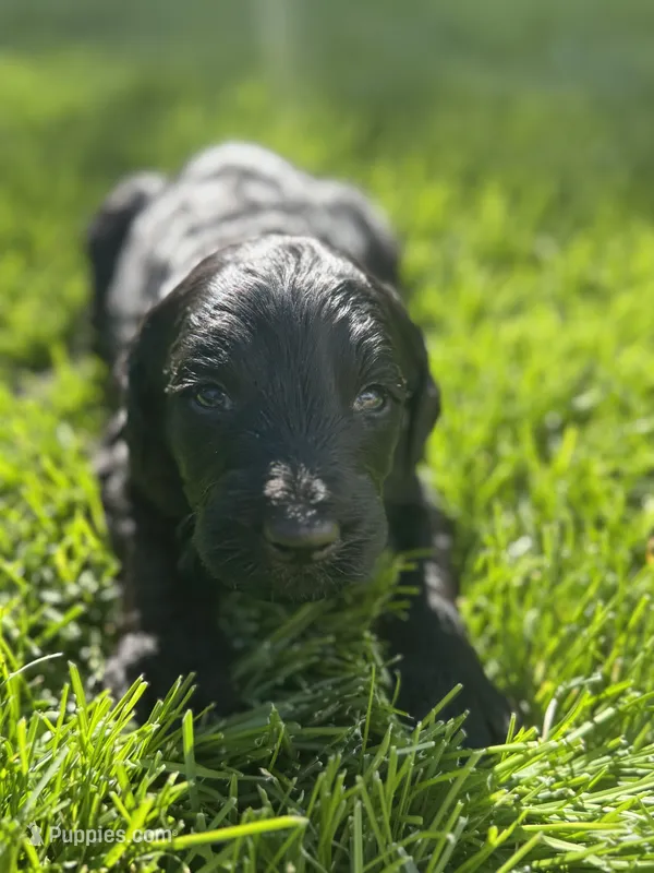 Onyx – Goldendoodle puppy for sale in Carson City, NV