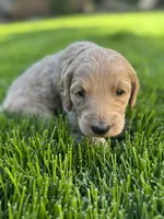 Honey, a female Goldendoodle for sale in Carson City, NV – 2 of 4