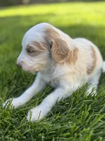 Lily, a female Goldendoodle for sale in Carson City, NV – 5 of 5