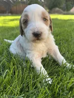 Snickers, a male Goldendoodle for sale in Carson City, NV – 4 of 5