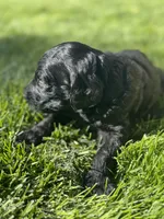 Onyx, a male Goldendoodle for sale in Carson City, NV – 5 of 5