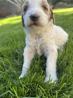 Snickers, a male Goldendoodle for sale in Carson City, NV – 3 of 5
