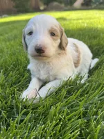 Lily, a female Goldendoodle for sale in Carson City, NV – 3 of 5