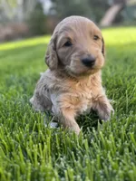 Honey, a female Goldendoodle for sale in Carson City, NV – 3 of 4
