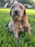 Hazel, a female Goldendoodle for sale in Carson City, NV – 3 of 4