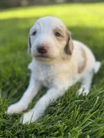 Lily, a female Goldendoodle for sale in Carson City, NV – 2 of 5