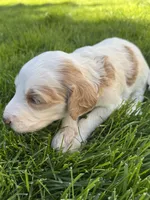 Lily, a female Goldendoodle for sale in Carson City, NV – 4 of 5