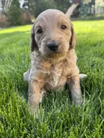 Honey, a female Goldendoodle for sale in Carson City, NV – 1 of 4
