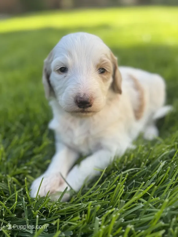 Lily – Goldendoodle puppy for sale in Carson City, NV