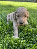 Honey, a female Goldendoodle for sale in Carson City, NV – 4 of 4