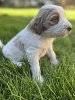 Snickers, a male Goldendoodle for sale in Carson City, NV – 2 of 5