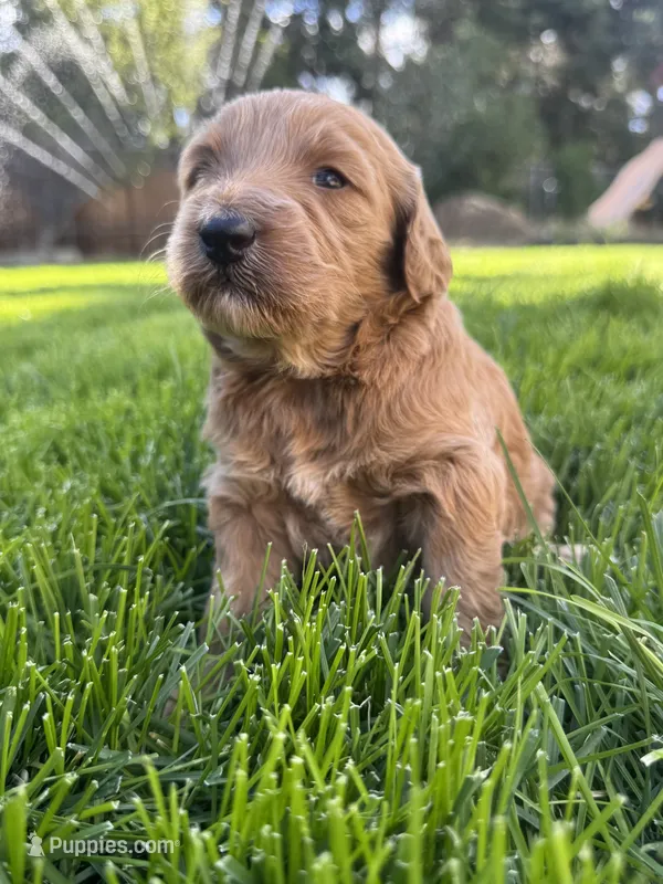 Hazel – Goldendoodle puppy for sale in Carson City, NV