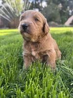 Hazel, a female Goldendoodle for sale in Carson City, NV – 1 of 4