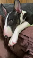 Taz, a male Bull Terrier for sale in Butler, MO – 3 of 3