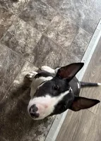Taz, a male Bull Terrier for sale in Butler, MO – 2 of 3