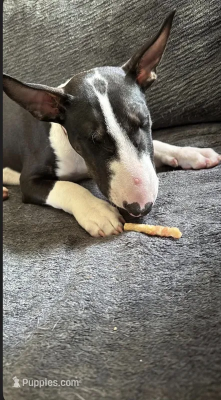 Taz – Bull Terrier puppy for sale in Butler, MO