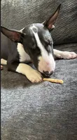 Taz, a male Bull Terrier for sale in Butler, MO – 1 of 3