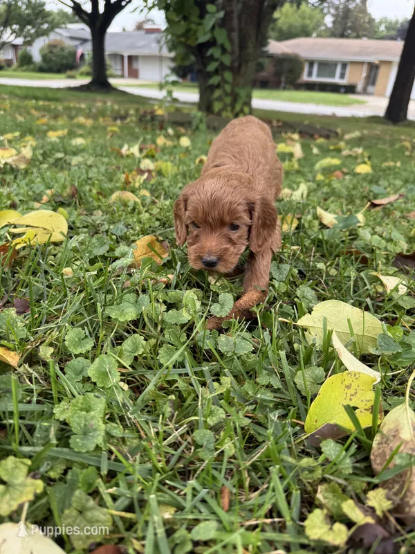 Butch – Goldendoodle puppy for sale in Oak Lawn, IL